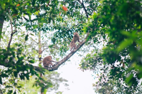 Phong Nha Botanic Garden Walking Tour