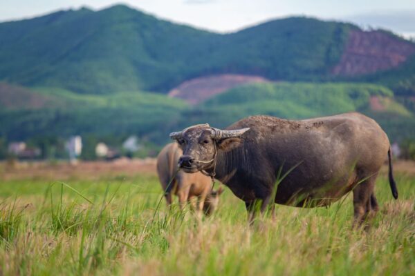 Phong Nha Sunset Cruise